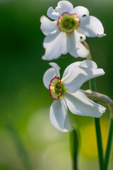 Narcissus poeticus bright white ornamental flowering plant, group of beautiful springtime flowers in the garden