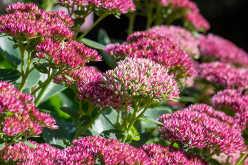 Hylotelephium sedum spectabile autumnal purple flowering ornamental plant, beautiful autumn joy stonecrop flowers in bloom