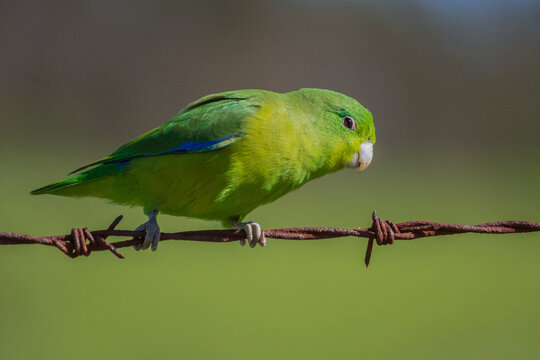 Blue-winged Parrotlet (Forpus xanthopterygius) perched on a wire