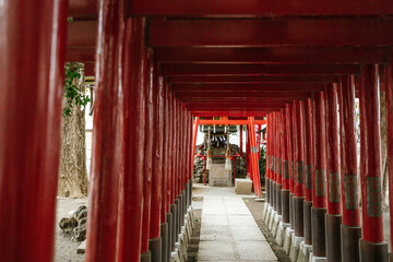 tunnel of vibrant red torii gates stretches into the distance, Hanazono Shrine, Shinjuku, Tokyo,...