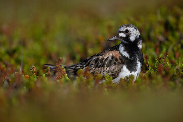 A ruddy turnstone looking for food in the North Scandinavian fells