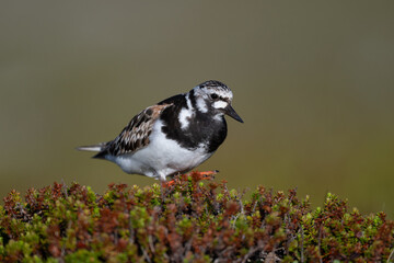 A ruddy turnstone looking for food in the North Scandinavian fells
