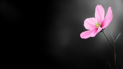 Fototapeta premium A delicate pink flower stands out against a dark background, symbolizing beauty and tranquility.
