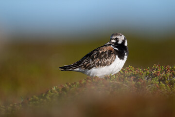 A ruddy turnstone looking for food in the North Scandinavian fells