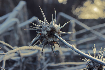 sunbeam on dried milk thistle covered with frost