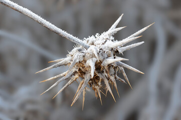 dried milk thistle covered with frost