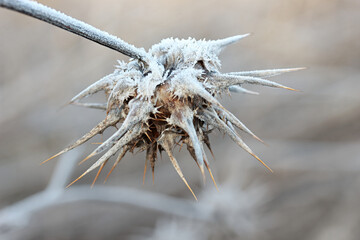 dried milk thistle covered with frost
