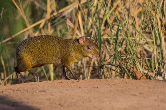 Common Agouti (Dasyprocta sp.) portrait