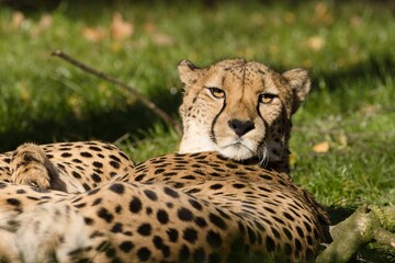 cheetah in the grass