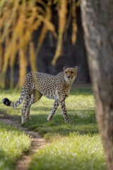 cheetah on the grass
