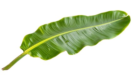 Fototapeta premium Single vibrant green banana leaf isolated on white background. Large, lush, and detailed, perfect for tropical themes or natural designs.