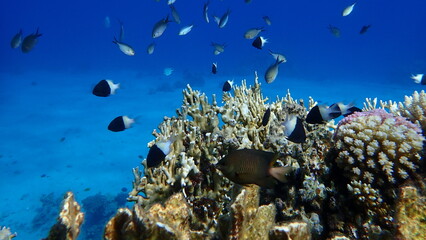 Reticulated fire coral or ramified fire coral (Millepora dichotoma) undersea, Red Sea, Egypt, Sharm...