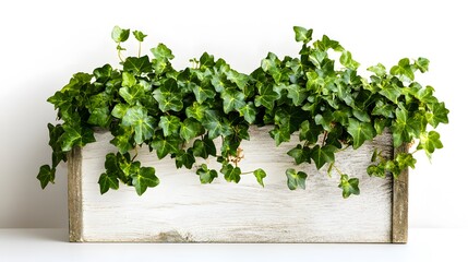 Fototapeta premium Lush green ivy overflowing from a rustic white wooden planter. Perfect for home decor, gardening, and spring themes. Simple, natural, and elegant.