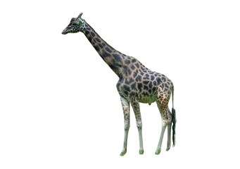 Giraffe isolated on white background. Wild animal cut out with copy space