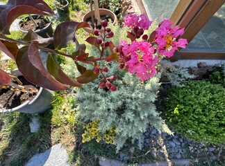 Lace tree (Crepe-myrtle). Lagerstroemia indica tree with pink flowers. Commonly known as a crape...