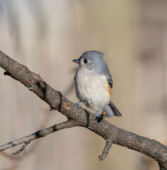 tufted titmouse standing on tree branch