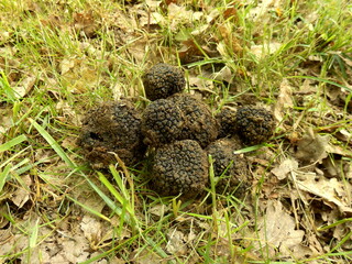 Pile of unearthed Perigord summer truffles (Tuber aestivum) starting to build up
