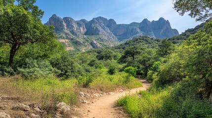Winding Hiking Trail Through Dense Forest and Sunlight