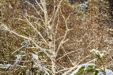 Winter in Paltinis, Romania