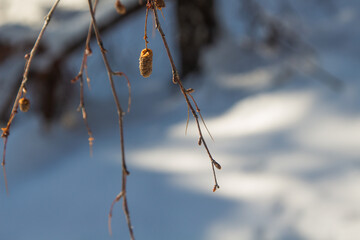 Winter time in Paltinis, Romania
