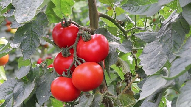 Recolectando tomate rama en un invernadero