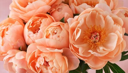 CloseUp of Coral Peony Flowers A Stunning Display of Natures Beauty in Lush Petals and Vibrant Colors, Perfect for Floral Arrangements and Garden Inspiration