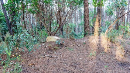 path through the trees in the forest, autumn season
