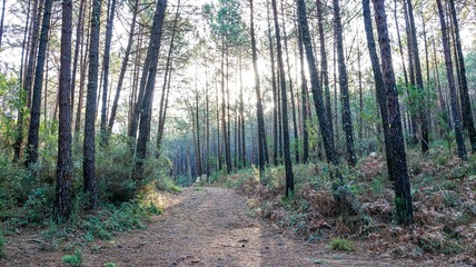 beautiful autumn forest with trees and plants
