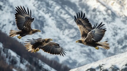 Majestic Eagles Soaring Over Snowy Peaks