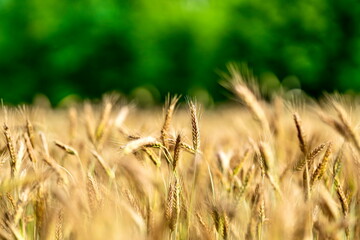 Fototapeta premium Kłos