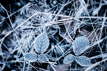 Zimowa łąka i poranne światło, szron i mróz, rośliny w ujęciu makro, efekt bokeh, tło, tapeta do projektu	