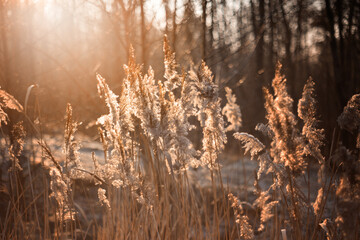 Obraz premium Zimowa łąka i poranne światło, szron i mróz, rośliny w ujęciu makro, efekt bokeh, tło, tapeta do projektu 
