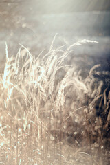 Zimowa łąka i poranne światło, szron i mróz, rośliny w ujęciu makro, efekt bokeh, tło, tapeta do projektu  © anettastar