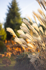 Bukiet trawy 'Little Zebra' Miscanthus sinensis w zimowym ogrodzie przydomowym, tapeta z motywem kwiatowym, tło dla projektu © anettastar