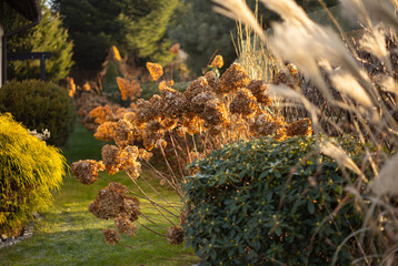 Bukiet suchych kwiatów hortensji „Limelight” (Hydrangea paniculata) w ogrodzie zimowym, tapeta z motywem kwiatowym, tło dla projektu