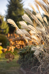 Bukiet trawy 'Little Zebra' Miscanthus sinensis w zimowym ogrodzie przydomowym, tapeta z motywem kwiatowym, tło dla projektu © anettastar