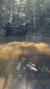 Koi fish in a pond in a tropical park with a waterfall on the background in Parque Lage, Rio de Janeiro, Brazil