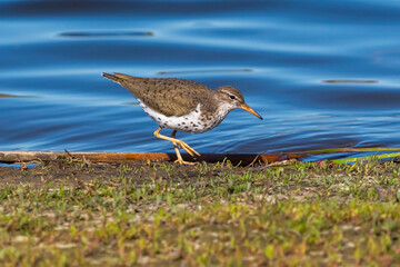 A full body closeup of a Spotted Sandpiper bird strolling by the lakeshore on a sunny Spring Day in Colorado.