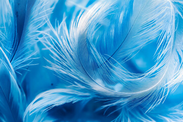 Fototapeta premium A close up of a bunch of blue feathers on a blue background