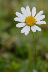One white and yellow daisy flower in the field.