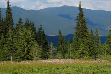 Tall green pine trees against the backdrop of foggy mountains.