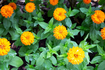 Zinnia (nome botânico), popularmente conhecida como zínia, viúva-regateira ou benedita.