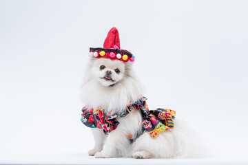 Spitz branca com roupa colorida mexicana e chapéu mexicano