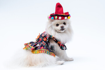 Spitz branca com roupa colorida mexicana e chapéu mexicano