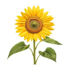 Fototapeta premium A vibrant sunflower stands tall, showcasing its bright yellow petals and green leaves, symbolizing positivity and warmth.