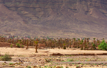 View of a palm grove in the countryside east of the Moroccan Anti-Atlas
