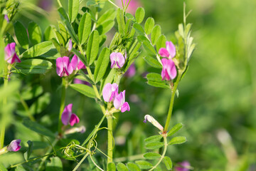 Common vetch (vicia sativa) flowers in bloom