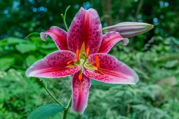 Oriental Lily Bloom, York County Pennsylvania USA