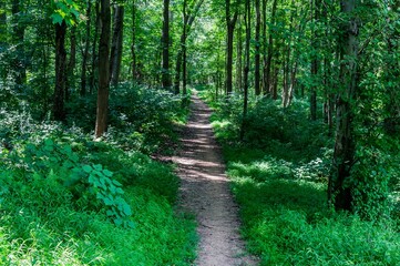 A Shady Trail on a Hot Summer Day, York County PA USA