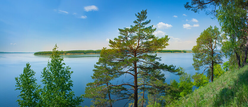Pine trees on the slope of the Zhiguli mountains near Samara in Russia